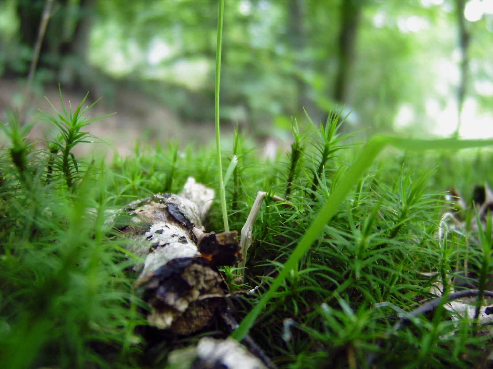 Forest-Floor