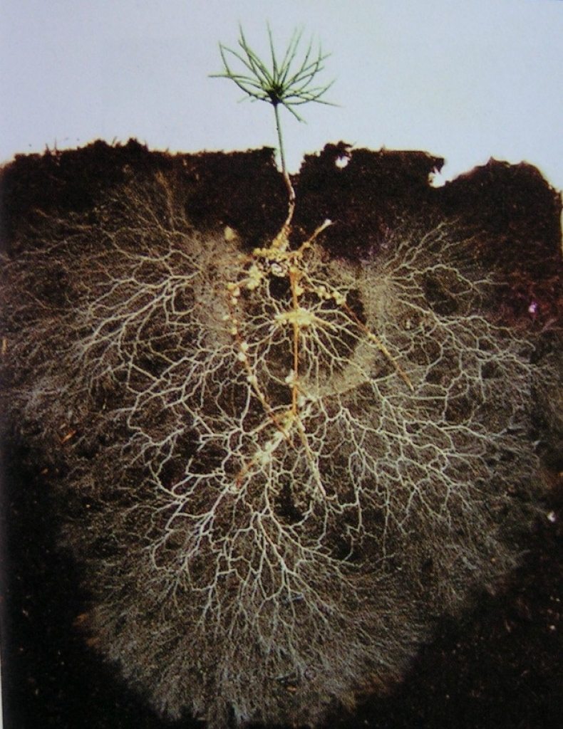 Mycorrhizae-roots