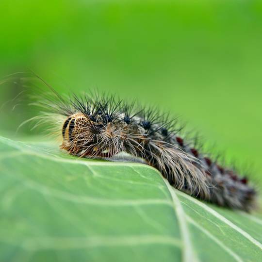 gypsy-moth1