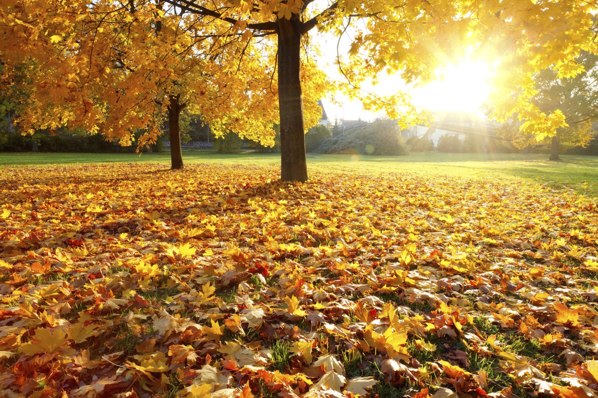 Colorful autumn