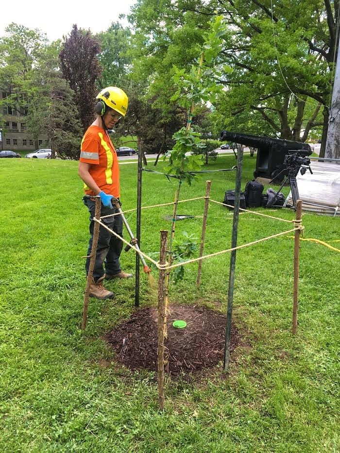 Arborgain-photo