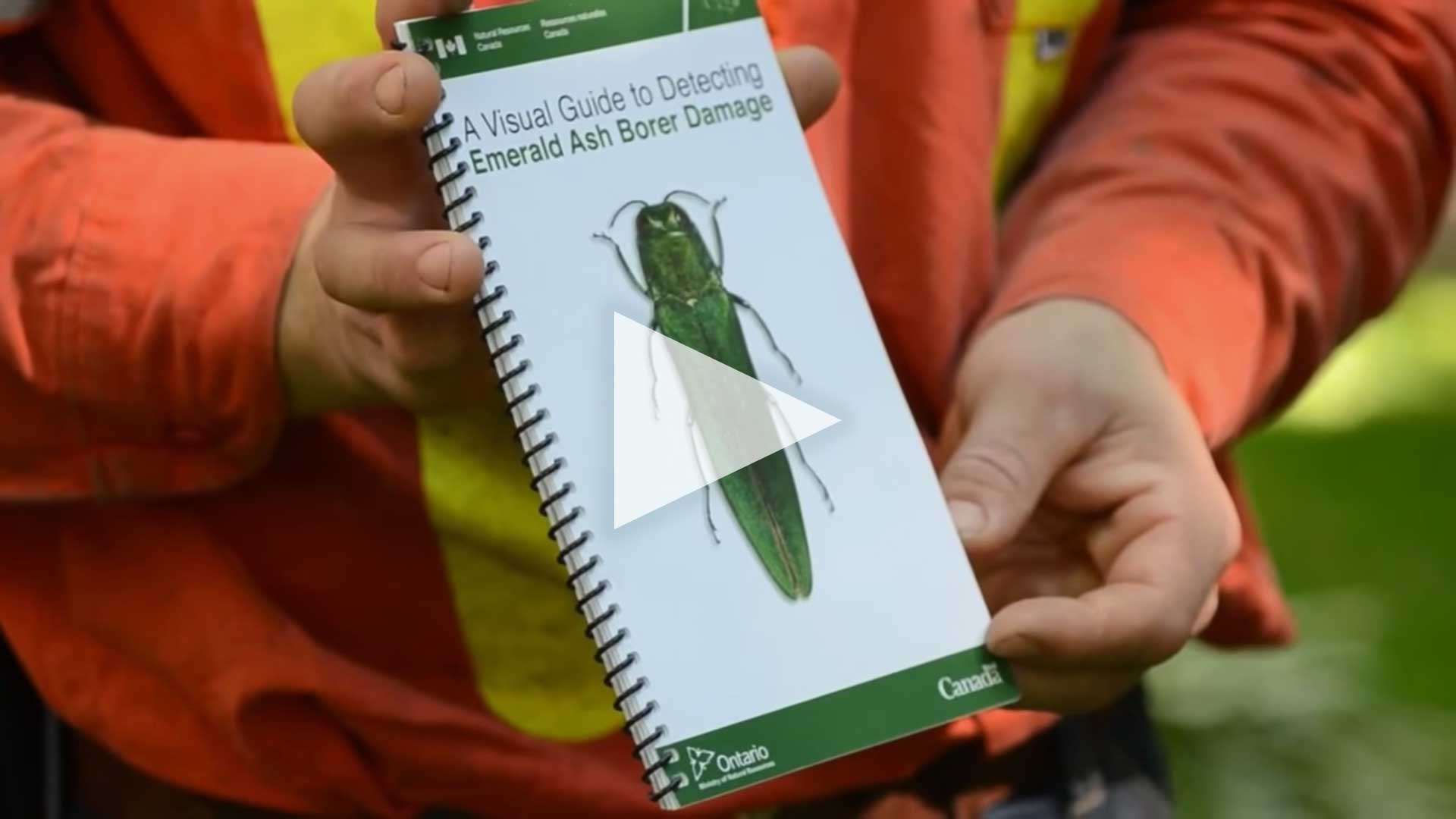 EMERALD ASH BORER