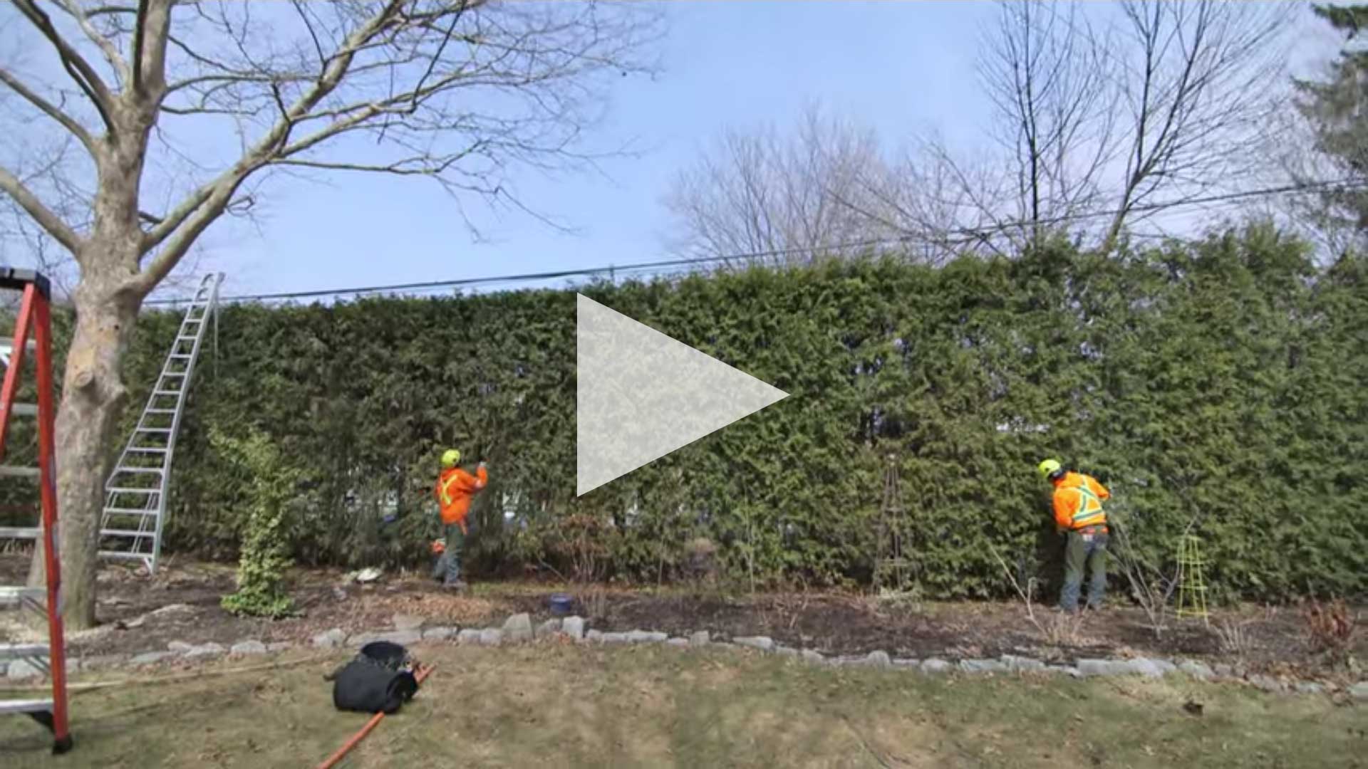 HEDGES