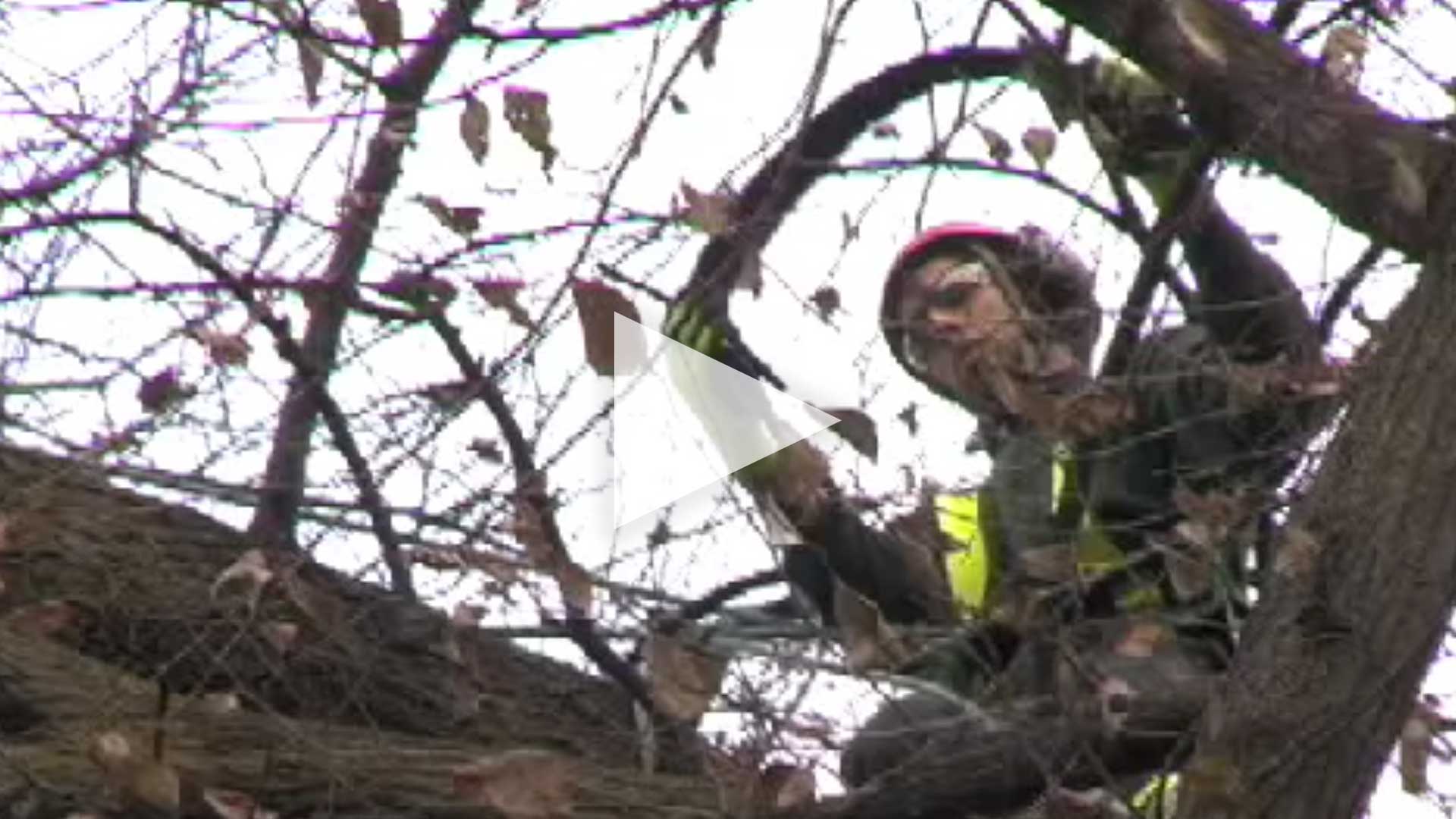 TREE CABLING