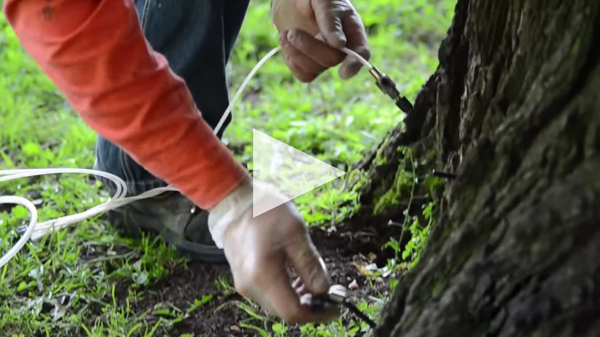 DUTCH ELM DISEASE