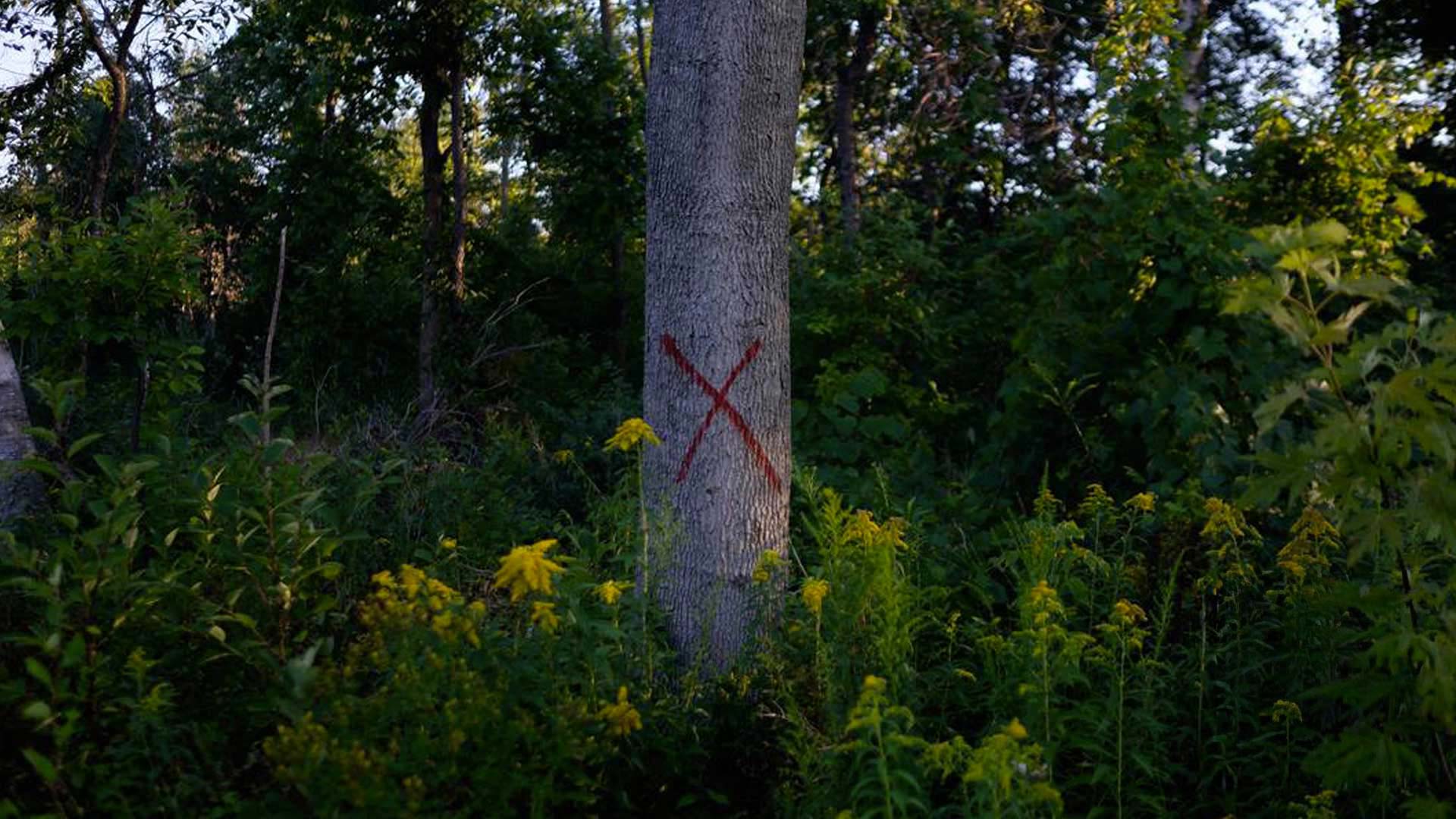 WHEN A TREE FALLS: A LOOK AT THE DAUNTING TASK OF MAINTAINING A CITY'S URBAN CANOPY