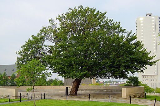 The_Survivor_Tree_at_the_Oklahoma_City_National_Memorial