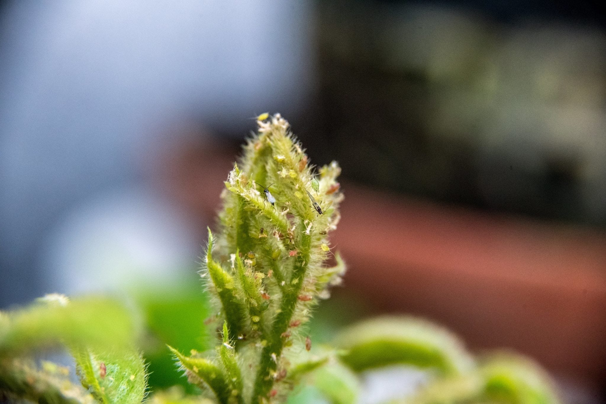 Midge & Aphids march 2018