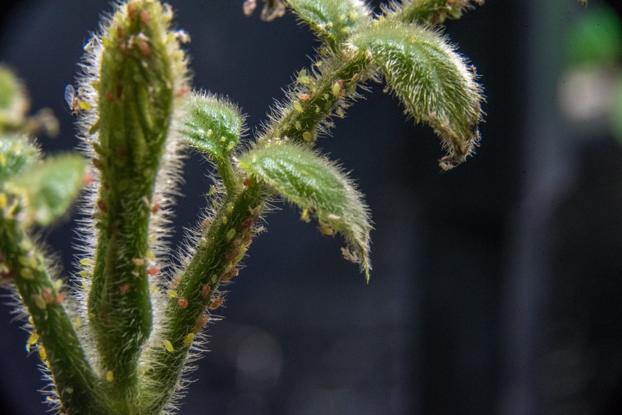 Aphids-March-2018-B