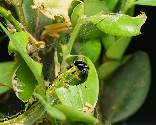 Caterpillar_of_box_tree_moth_feeding_on_box_tree_leaf,_Germany_2019_(_DSC2013-1)
