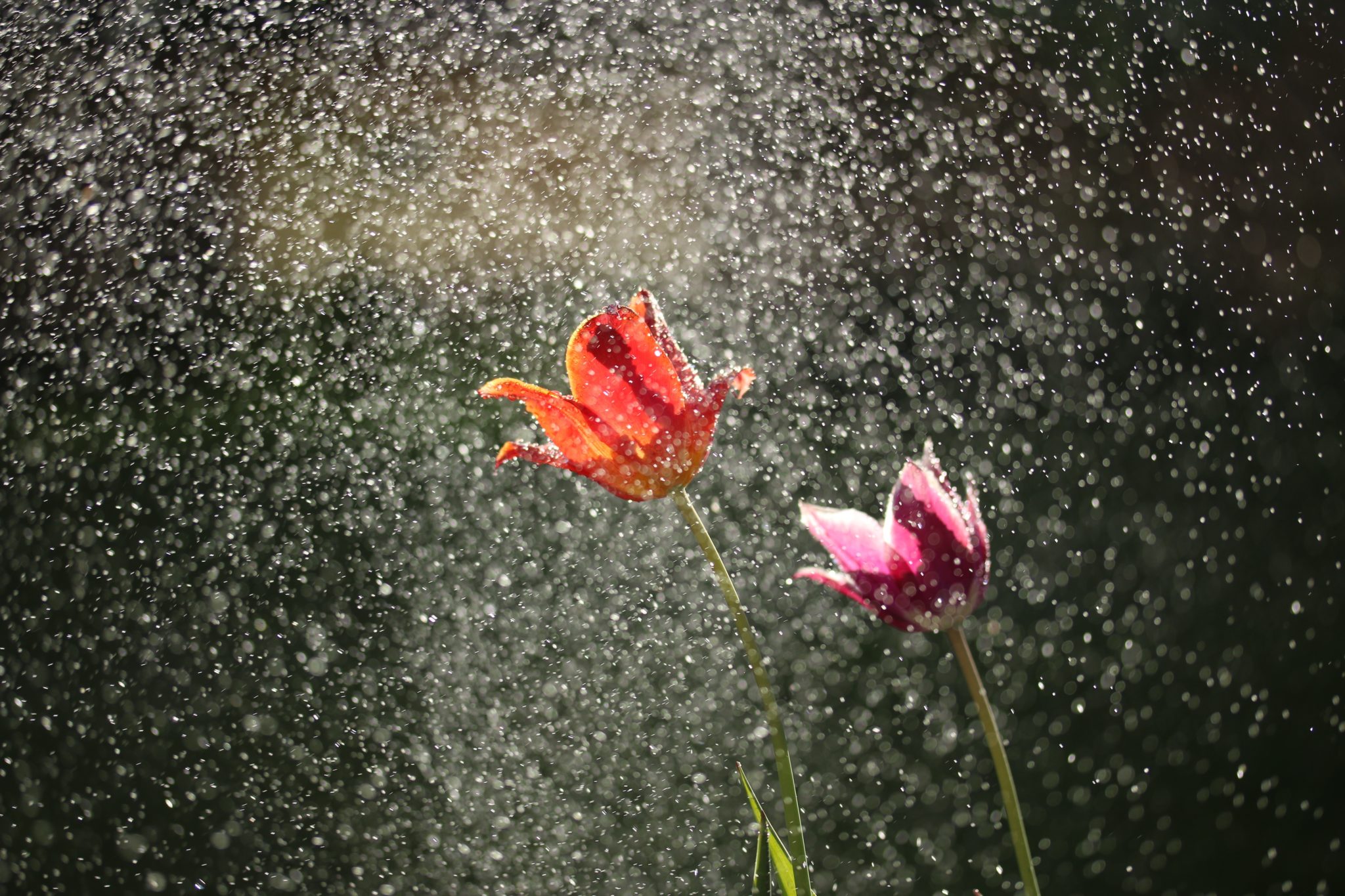 michael-podger-N-5x9gDWjs0-unsplash