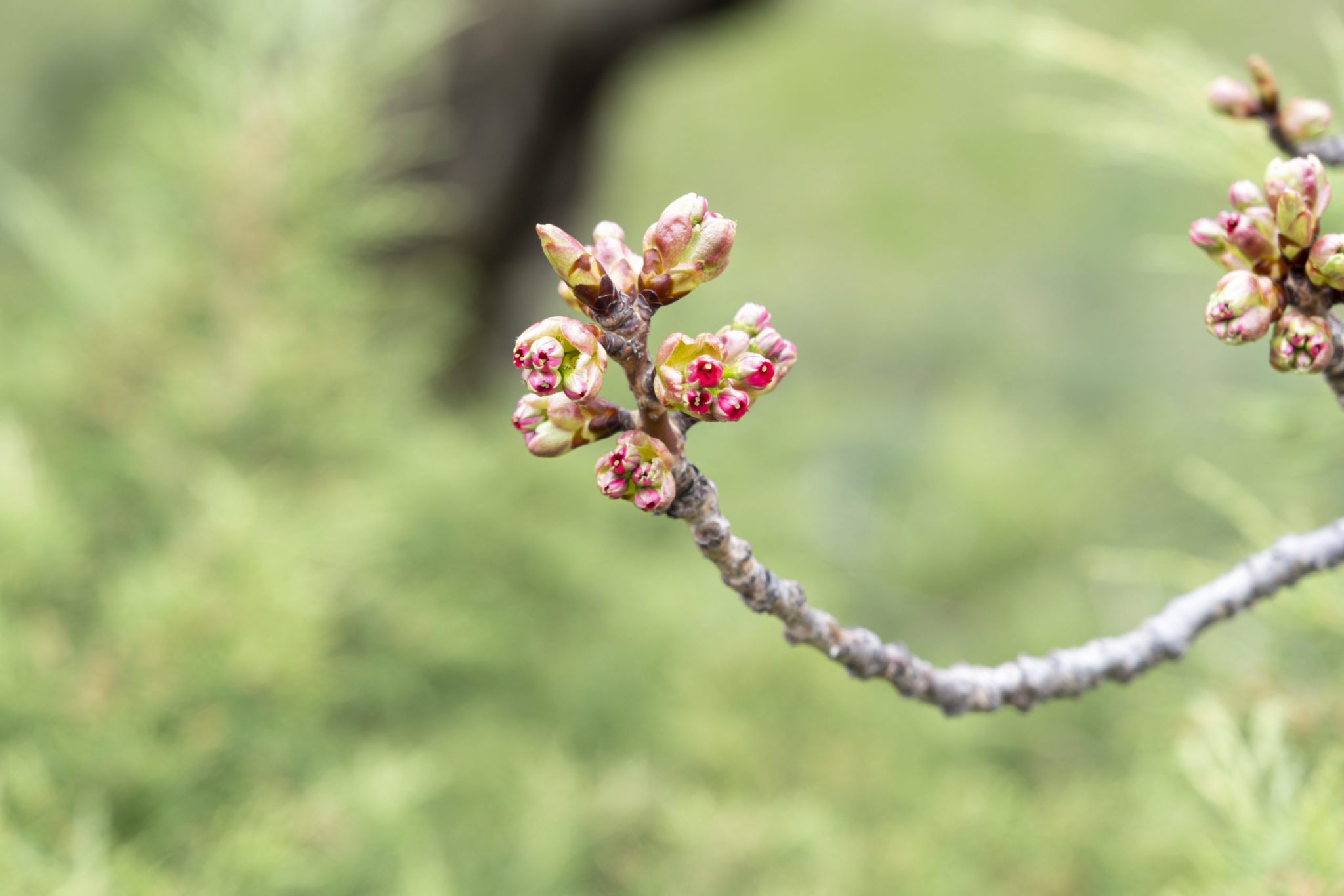 Buds10